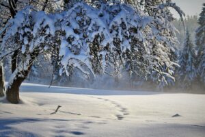 nature-6842159_1920