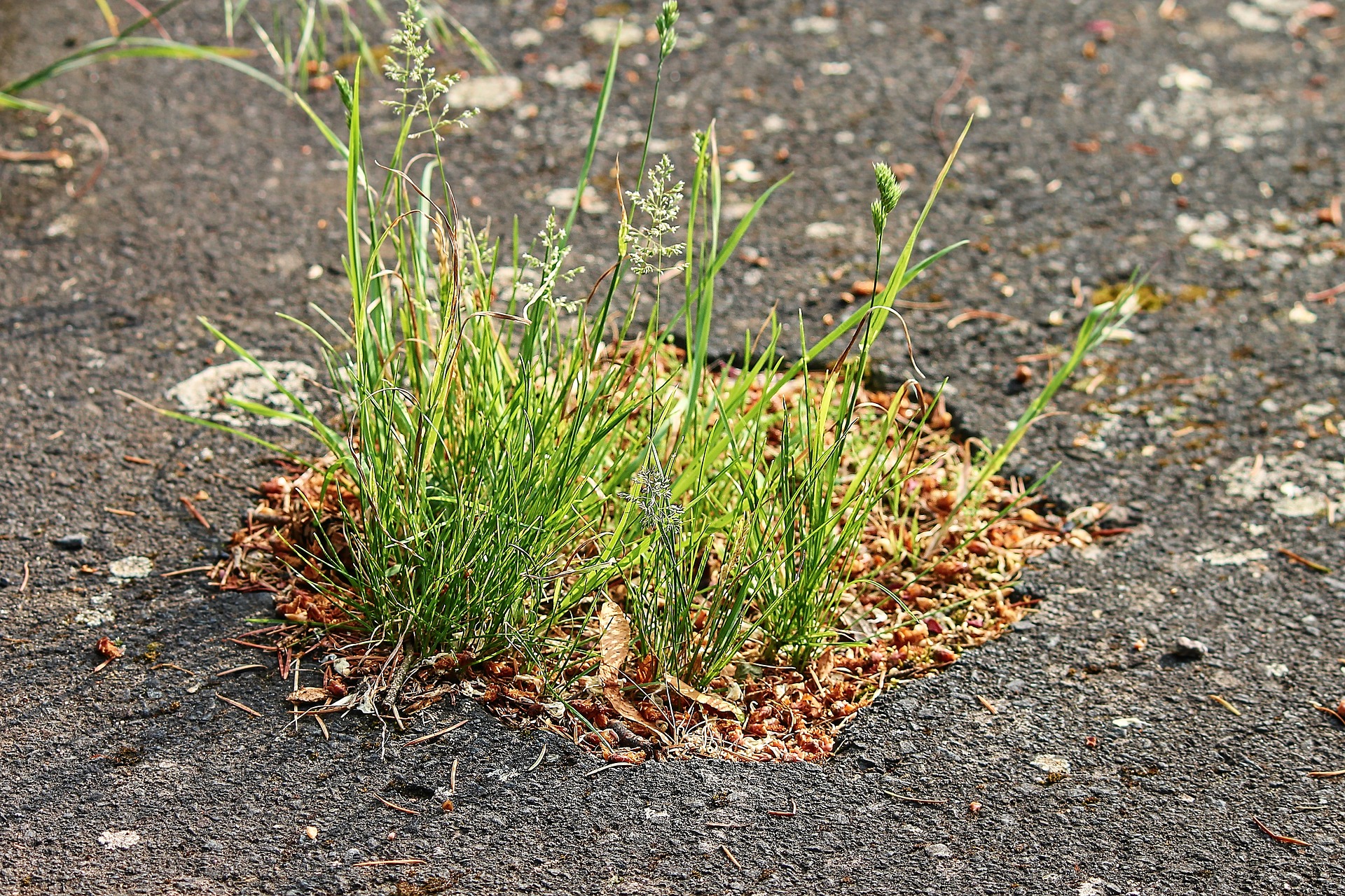 asphalt-3439575_1920