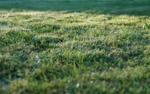 grass-905179_640